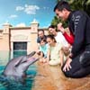 Dolphin Bay Atlantis The Palm 5*