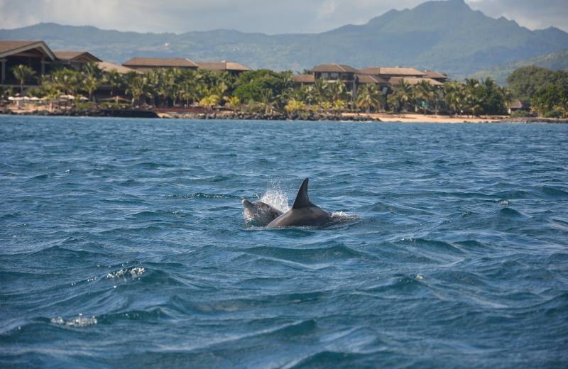 Pozorovanie delfínov a veľrýb