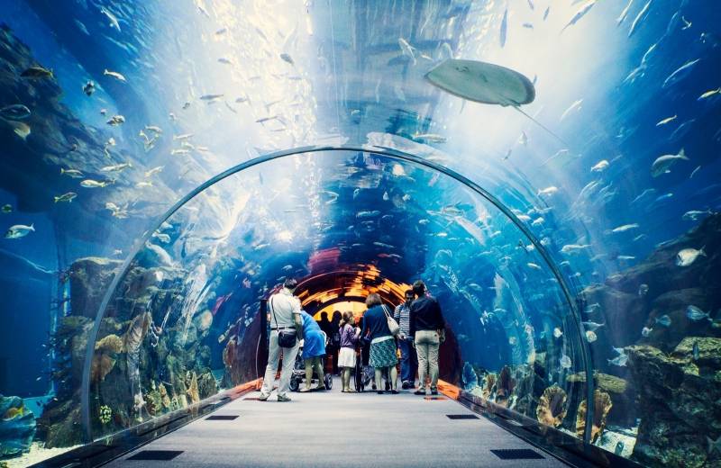Atrakcia Dubai Aquarium & Underwater Zoo