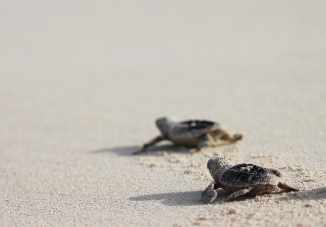 Pláž na ostrove Saadiyat Island v Abu Dhabi je najkrajšia v Emirátoch