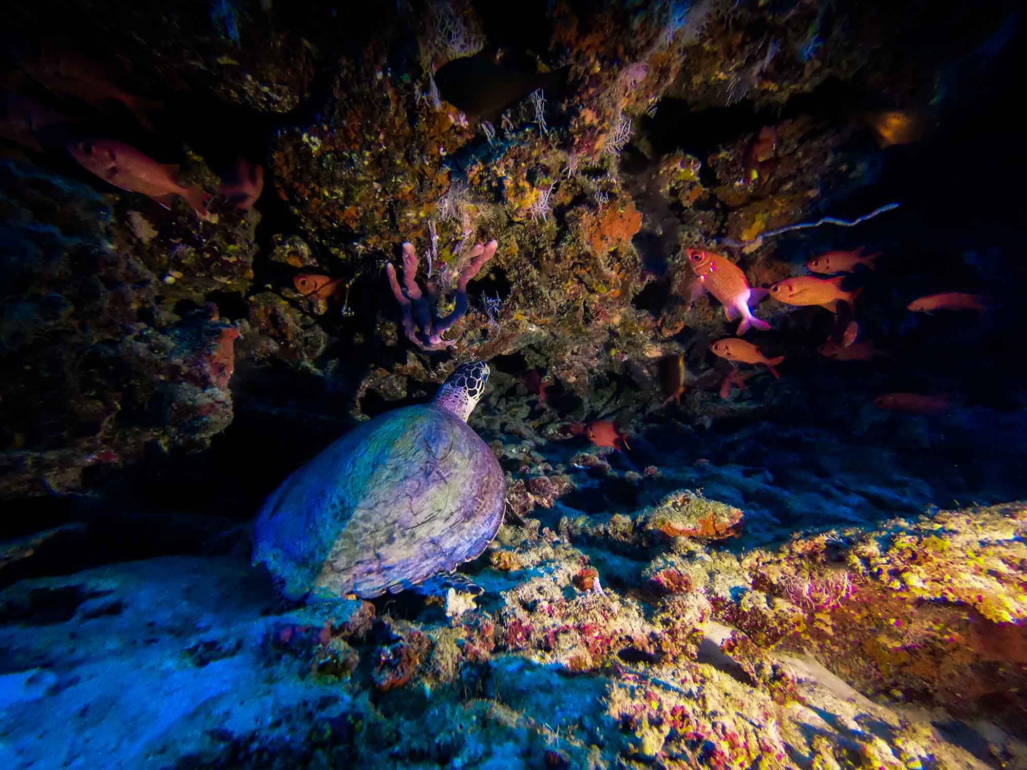 Potápanie v chránenej oblasti Banana Reef 